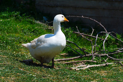 Close-up of swan on grass