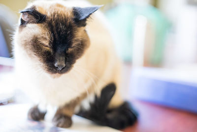 Close-up of cat sitting at home