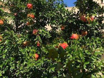 Low angle view of fruits growing on tree