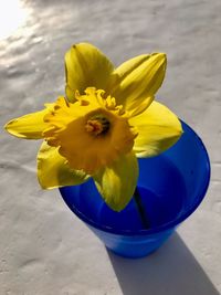 Close-up of yellow flower