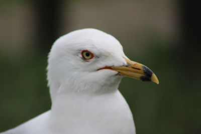 Close-up of seagull