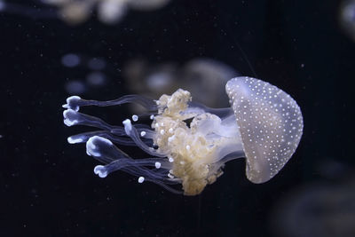 Close-up of jellyfishes in sea