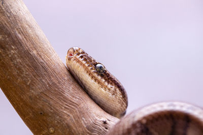 Close-up of a lizard on a hand