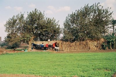 Horse cart on field by trees against sky