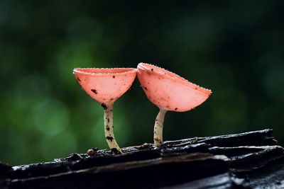 Close-up of mushroom growing on plant