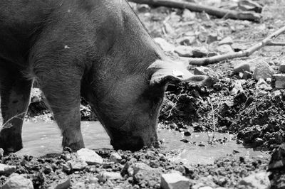 Close-up of pig drinking water