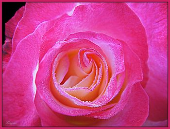 Close-up of pink rose