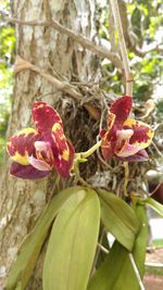 Close-up of flower