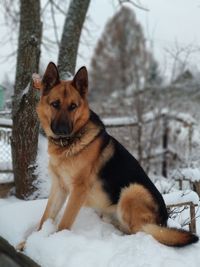 Dog looking away on snow covered land