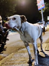 Indian stray dog looking at camera on street road funny animals image background