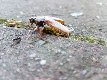 Close-up of insect on ground