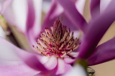 Close-up of pink flower