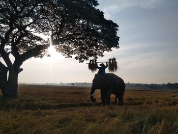 Horse in a field