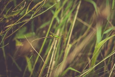 Grasshopper on plant