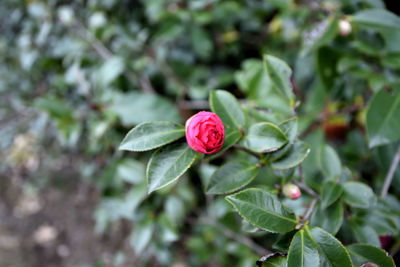 Close-up of pink rose