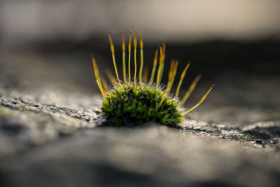 Close-up of fresh flower plant