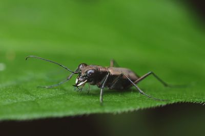 Close-up of insect