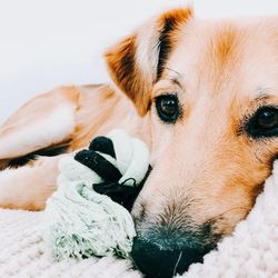 Close-up portrait of a dog on bed