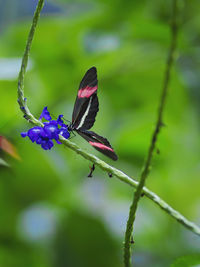 Close-up of butterfly on flower