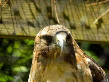 Close-up of eagle against blurred background