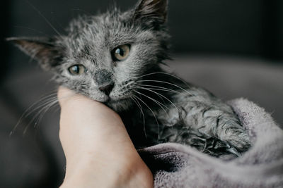 Close-up of hand holding petting kitten at home