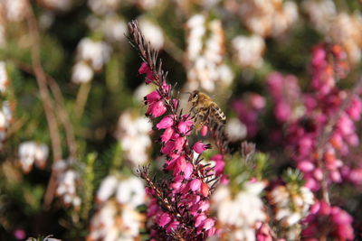 Close-up of butterfly pollinating on pink flower