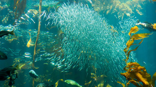 Swarm of fish