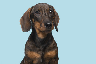 Portrait of dog against blue background