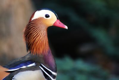 Close-up of a bird