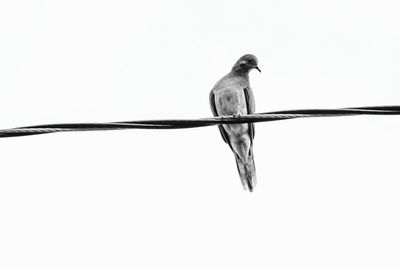 Close-up of bird perching on white background