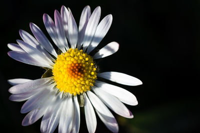 Close-up of white daisy flower against black background