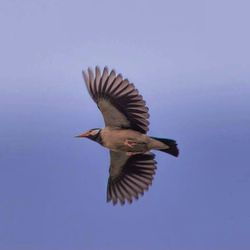 View of birds in flight