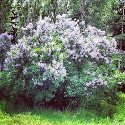 Plants growing on a tree