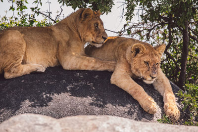 Two lion cubs sitting on a rock under a tree