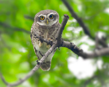Portrait of owl perching on branch