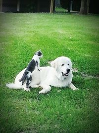 Dog relaxing on grassy field