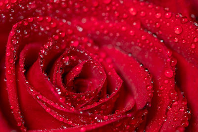 Macro shot of a red rose covered in water droplets