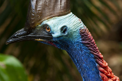 Close-up of peacock