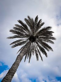 Low angle view of coconut palm tree against sky