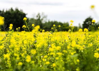 Yellow flowering plants on field