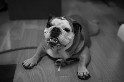 Portrait of dog relaxing on floor at home