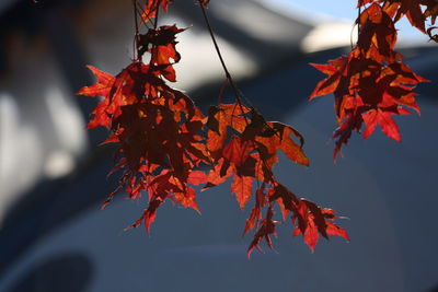 Close-up of maple leaves on branch