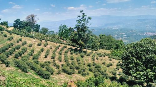 Scenic view of agricultural field against sky