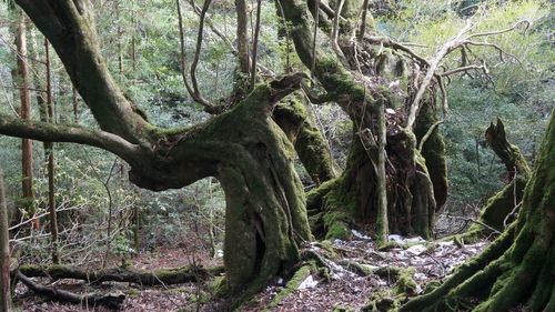 Low angle view of tree in forest