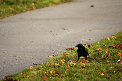 Crow by fallen dry leaves on grass at park