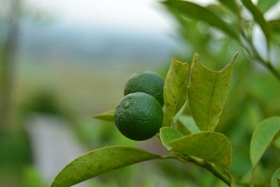 Close-up lime on the tree