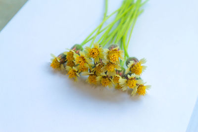 Close-up of yellow flowering plant against white background