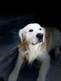 High angle view of dog looking away