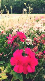 Close-up of pink flowering plants in garden