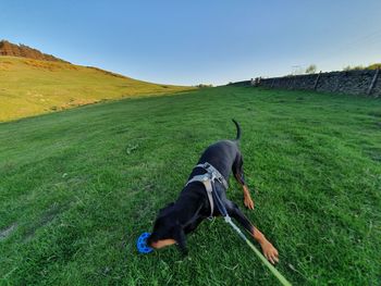 View of dog on field